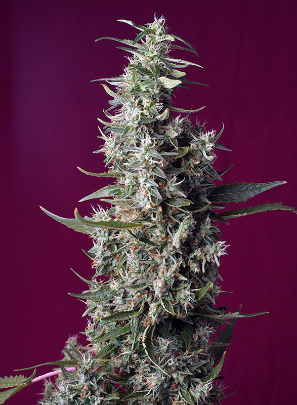 Sweet Seeds - Sweet Cherry Pie (fem.)