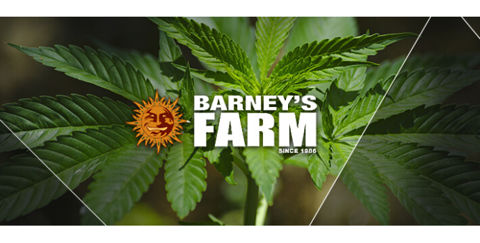 Barney's Farm - 8 Ball Kush (fem.)