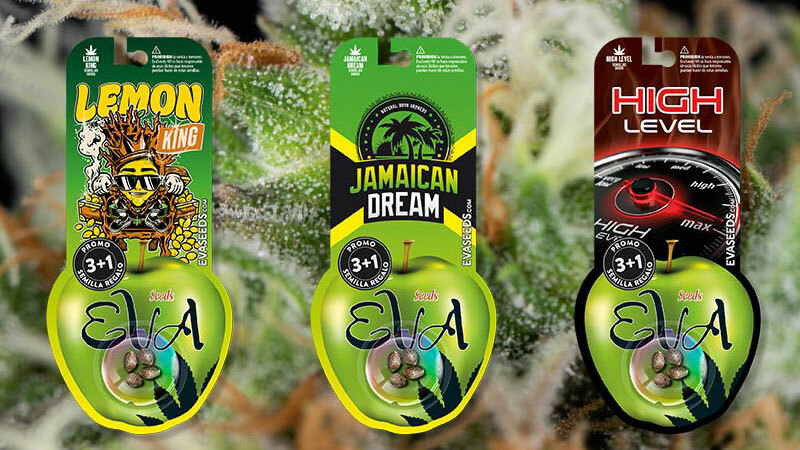 Eva Seeds - Jamaican Dream (fem.)