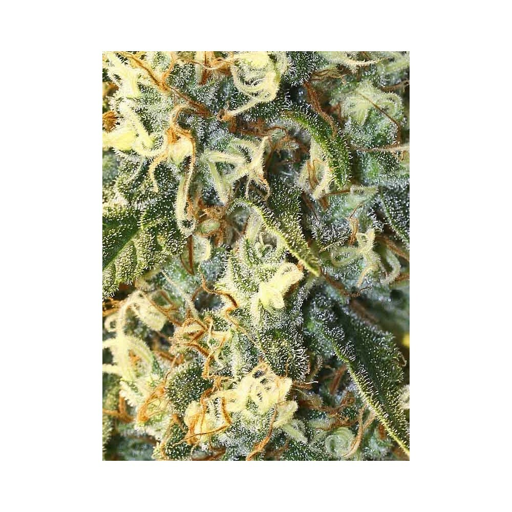 Eva Seeds - Jamaican Dream (fem.)
