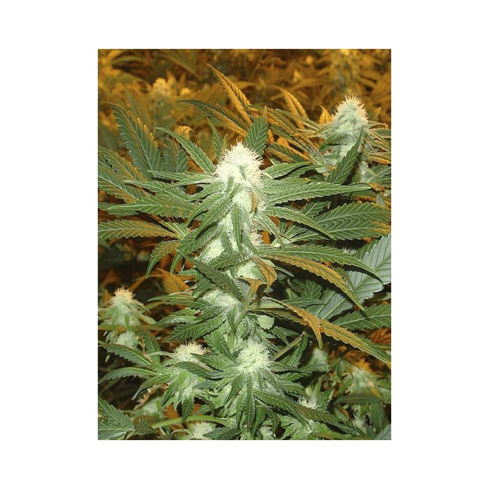 Eva Seeds - Jamaican Dream (fem.)