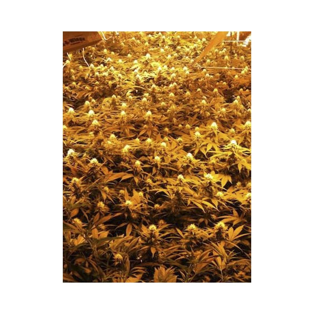 Eva Seeds - Jamaican Dream (fem.)