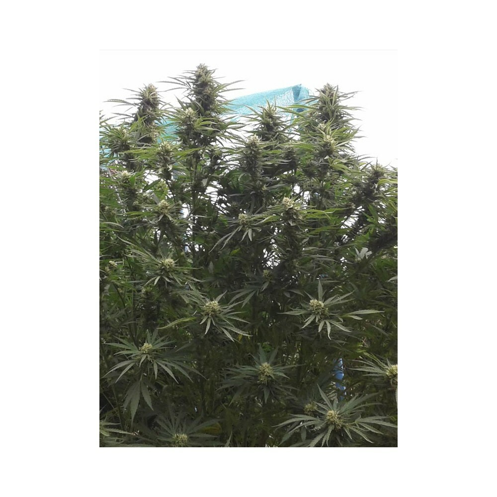Eva Seeds - Jamaican Dream (fem.)