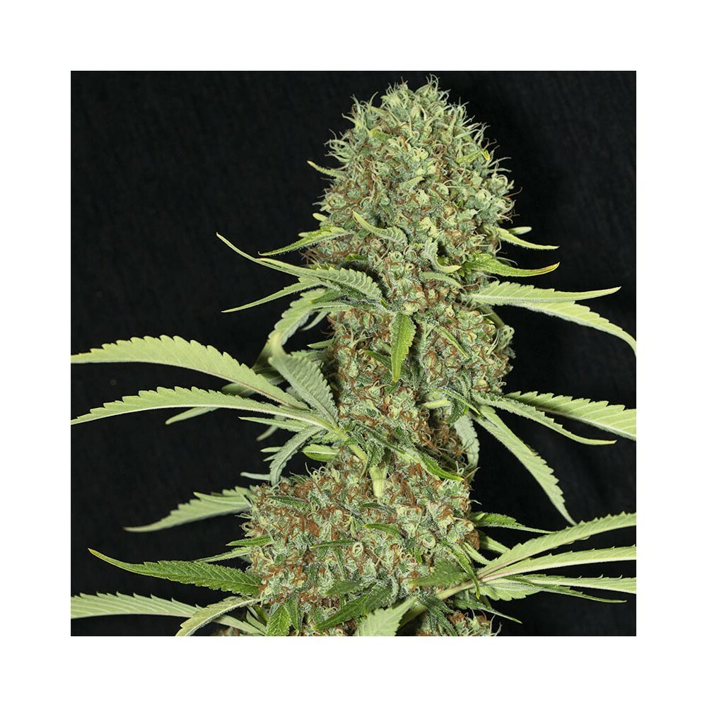 Eva Seeds - Jamaican Dream (fem.)