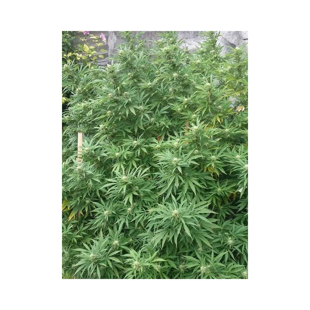 Eva Seeds - Jamaican Dream (fem.)