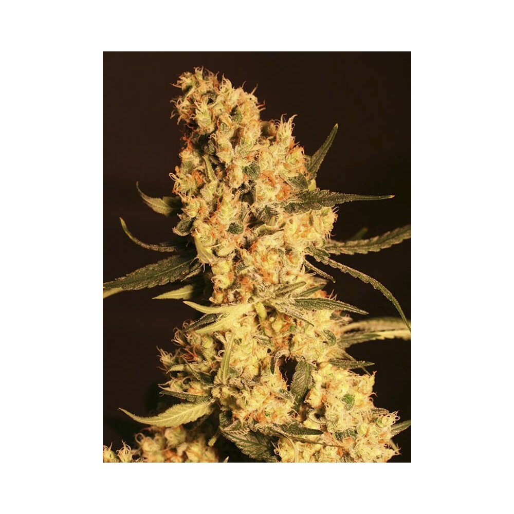 Eva Seeds - Jamaican Dream (fem.)