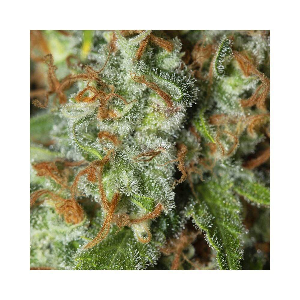 Eva Seeds - Jamaican Dream (fem.)