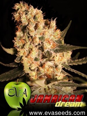 Eva Seeds - Jamaican Dream (fem.) 02611