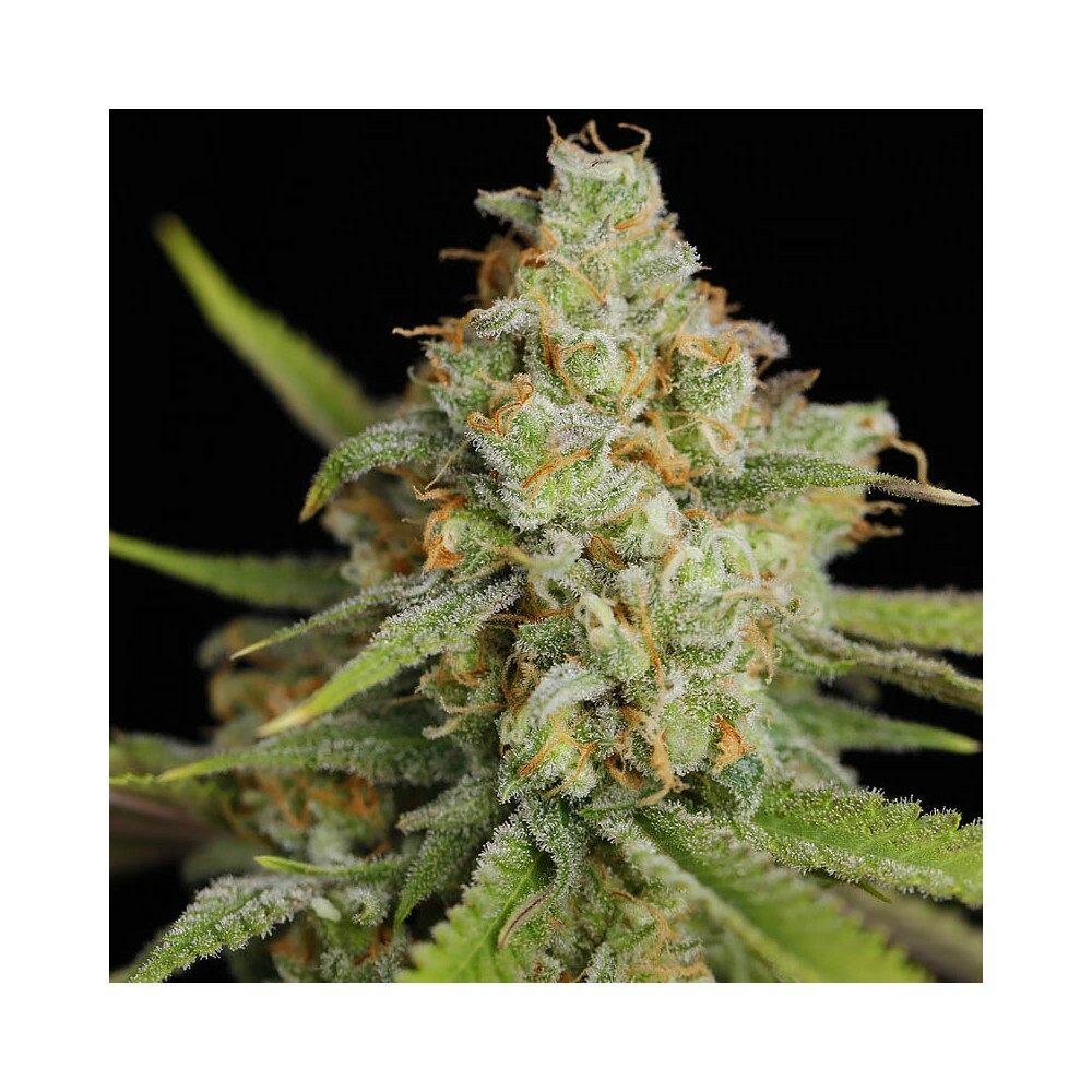 Eva Seeds - Lemon King (fem.)