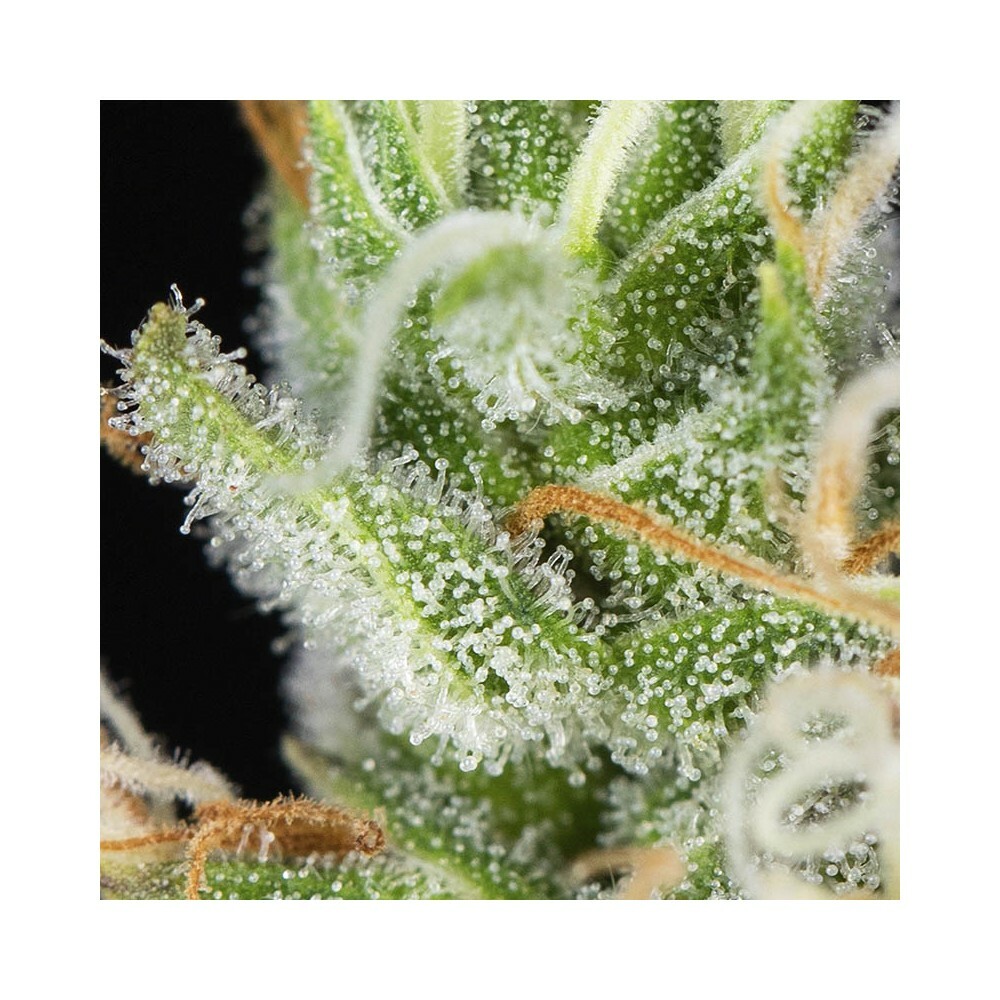 Eva Seeds - Lemon King (fem.)
