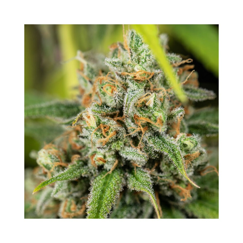 Eva Seeds - Lemon King (fem.)
