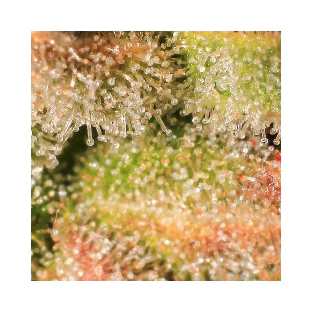 Eva Seeds - Lemon King (fem.)