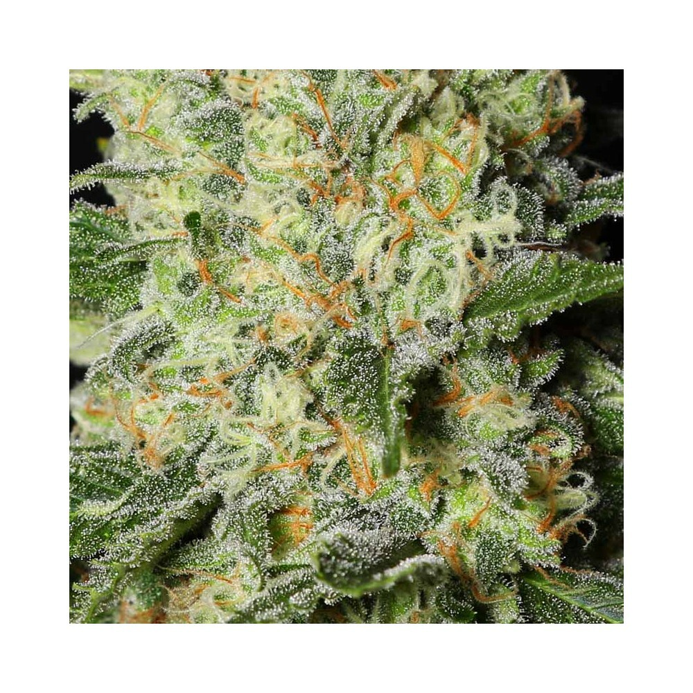 Eva Seeds - Black Dream (fem.)
