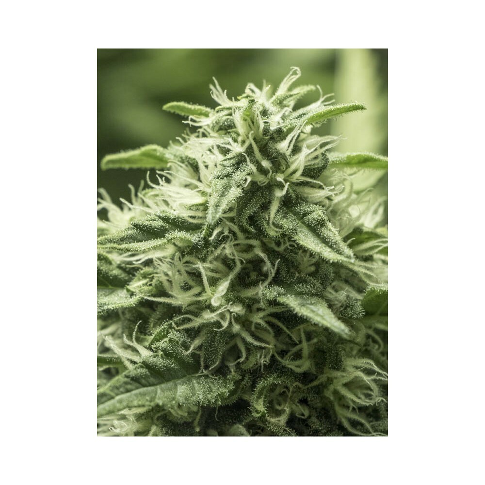Eva Seeds - Black Dream (fem.)