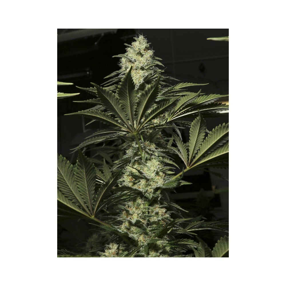 Eva Seeds - Black Dream (fem.)