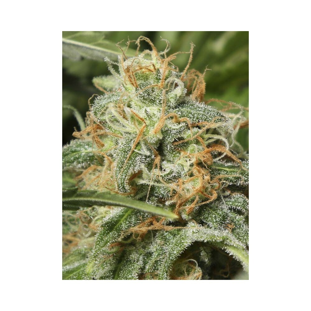 Eva Seeds - Black Dream (fem.)
