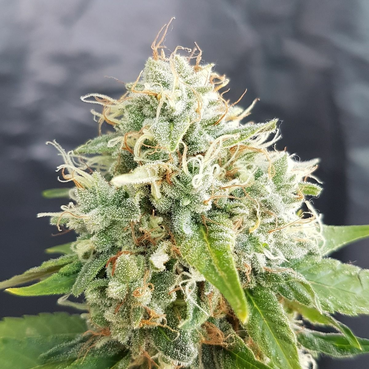 Platinum Seeds - Grapefruitz (reg.)