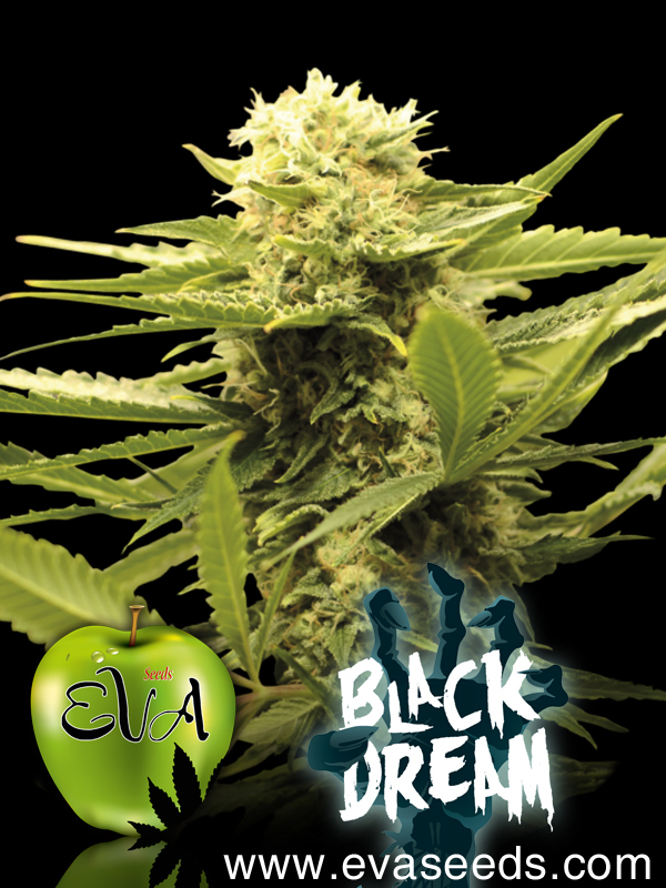 Eva Seeds - Black Dream (fem.)
