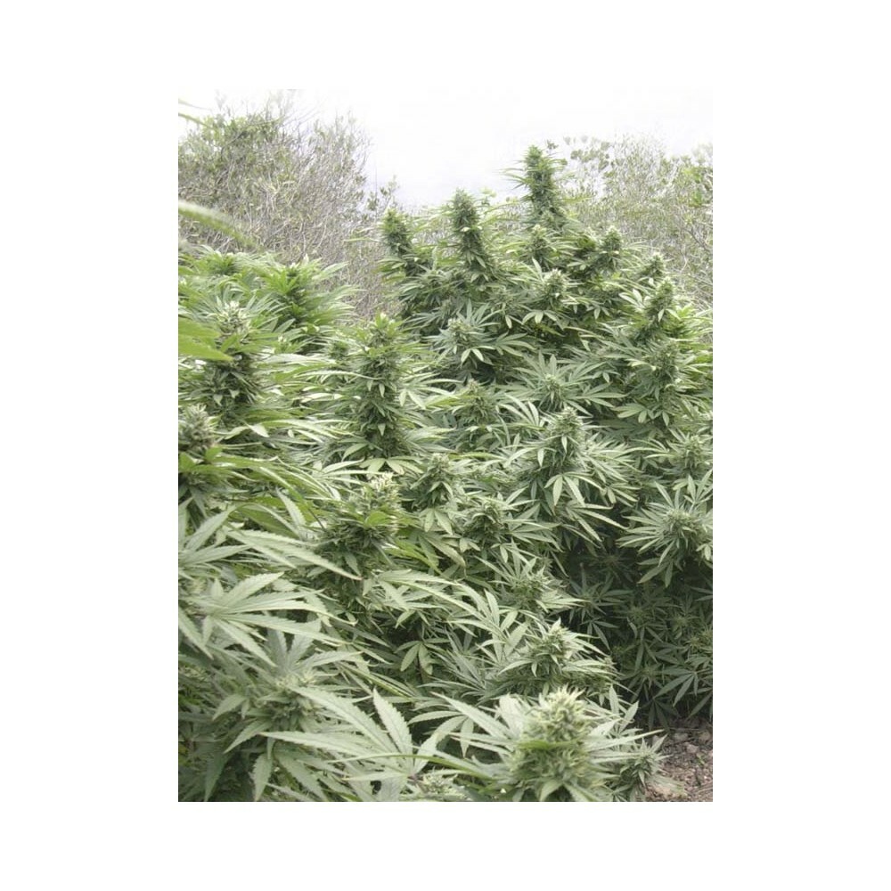 Eva Seeds - Black Dream (fem.)