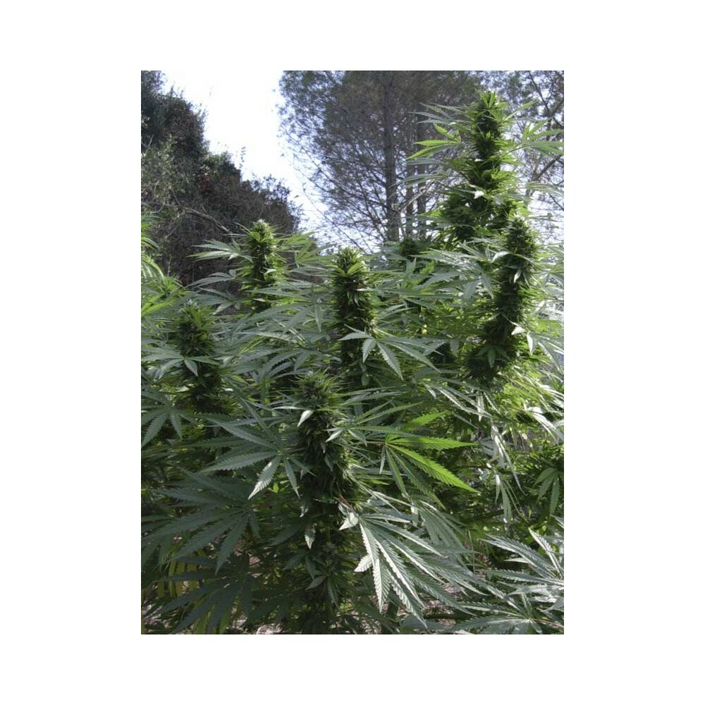 Eva Seeds - Black Dream (fem.)