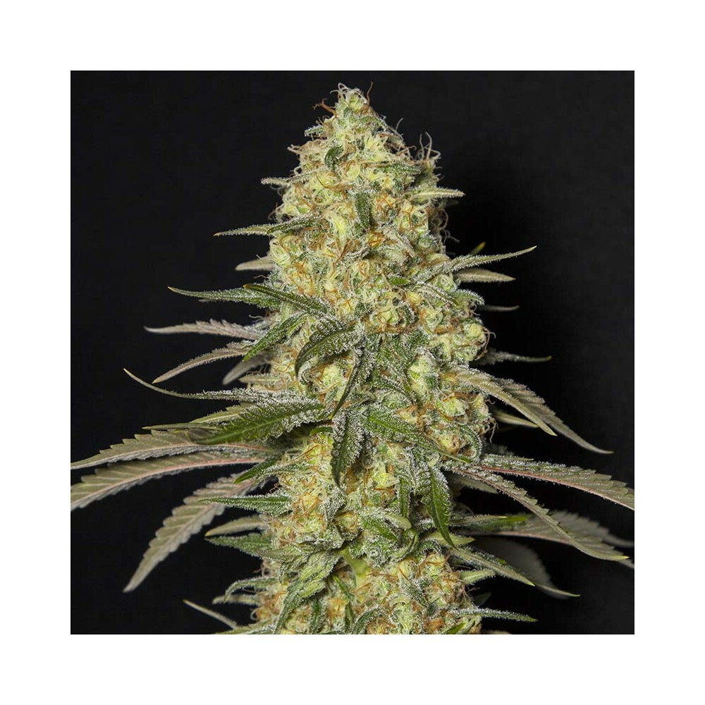 Eva Seeds - Black Dream (fem.)