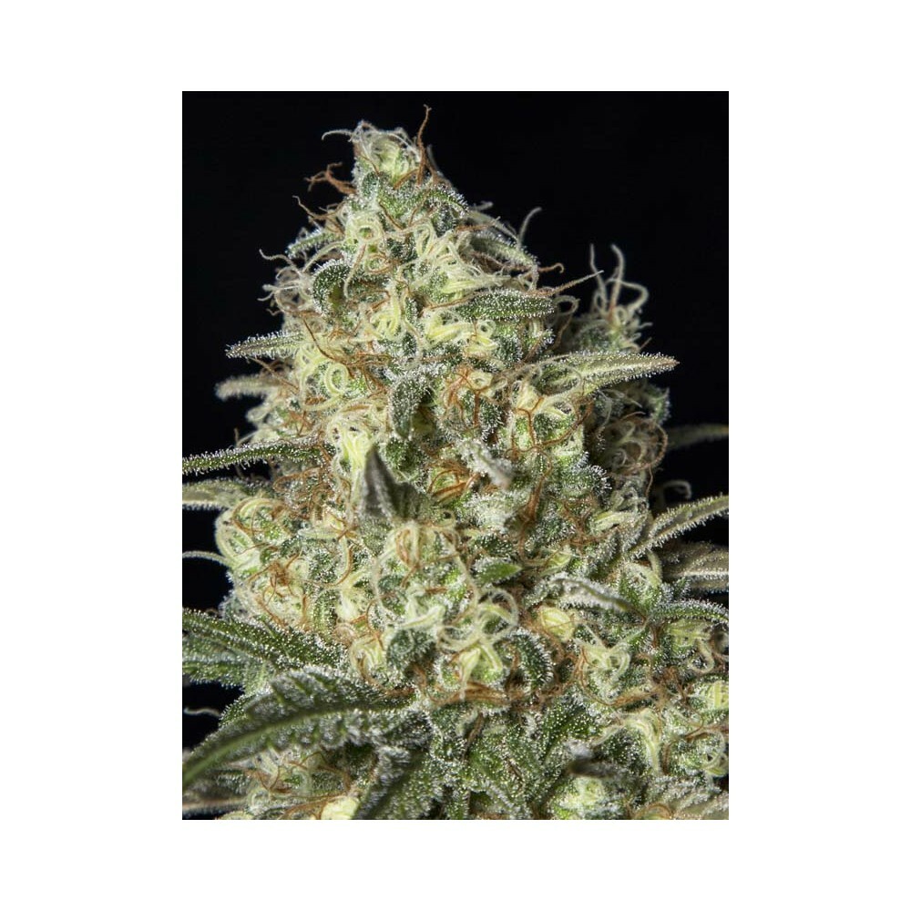 Eva Seeds - Black Dream (fem.)