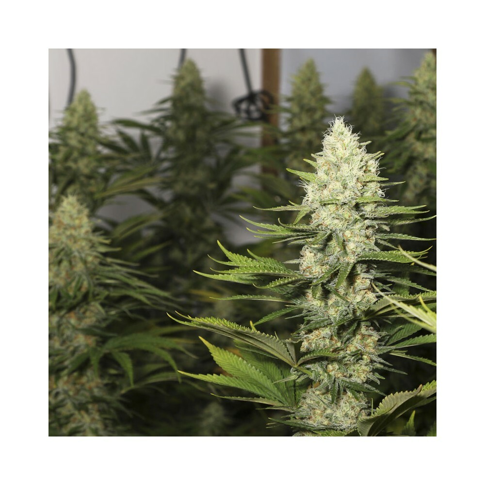 Eva Seeds - Black Dream (fem.)