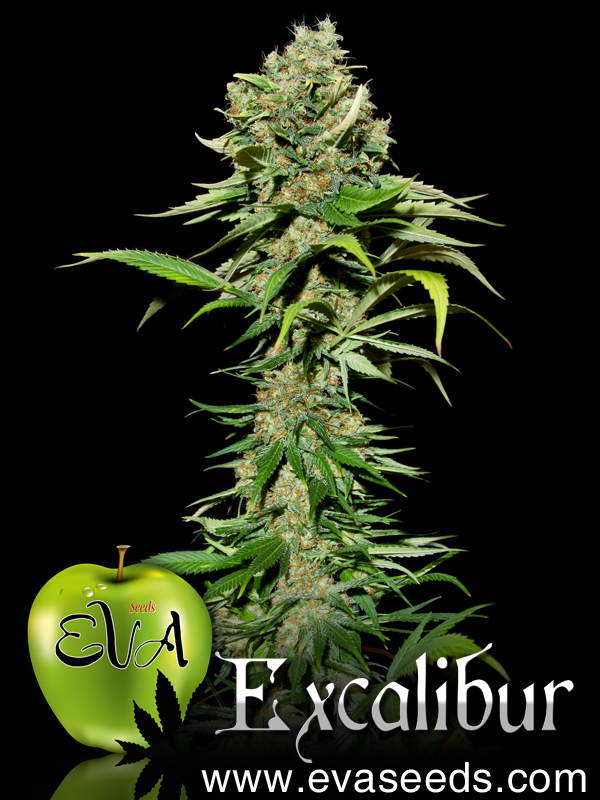Eva Seeds - Excalibur (fem.)
