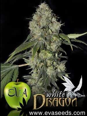 Eva Seeds - White Dragon (fem.) 02625