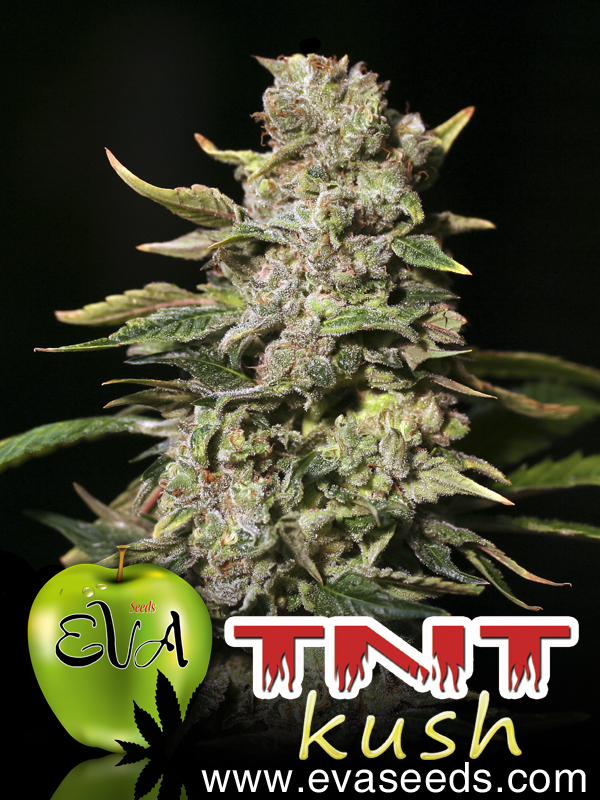 Eva Seeds - TNT Kush (fem.)