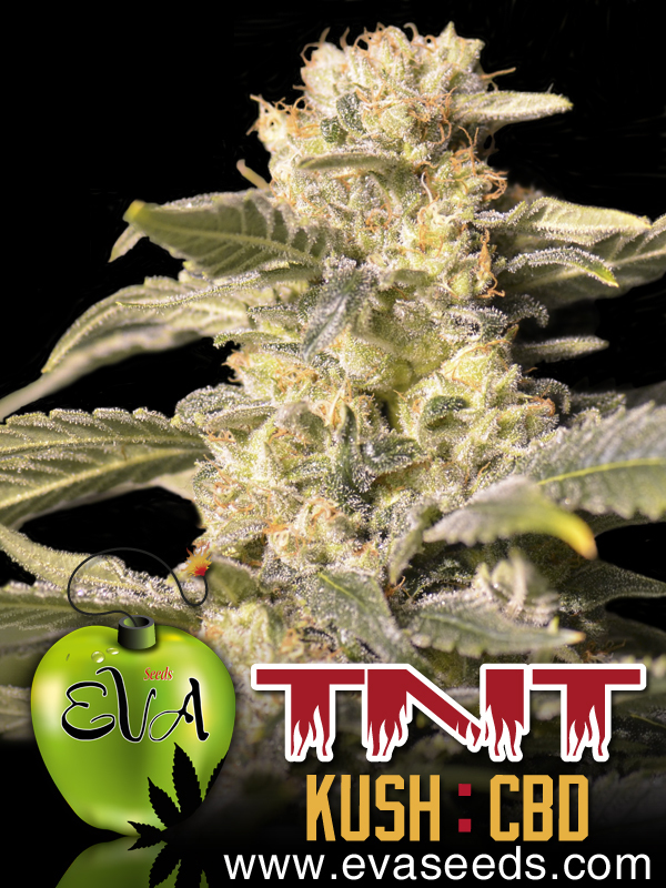Eva Seeds - TNT Kush CBD (fem.)