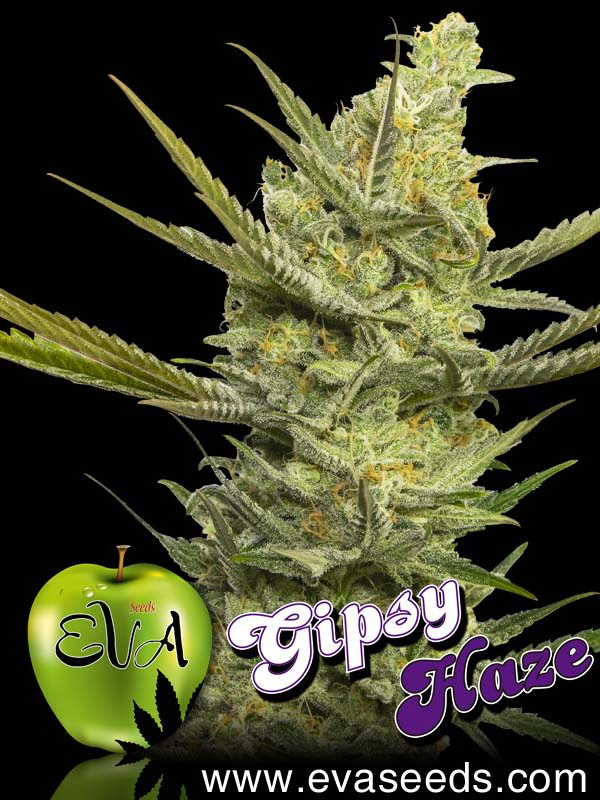 Eva Seeds - Gipsy Haze (fem.)