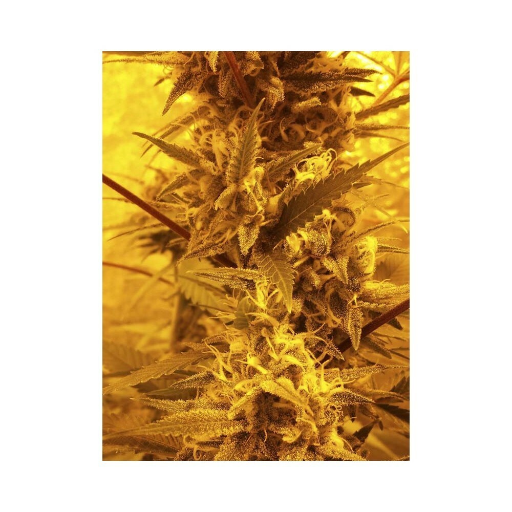 Eva Seeds - Gipsy Haze (fem.)