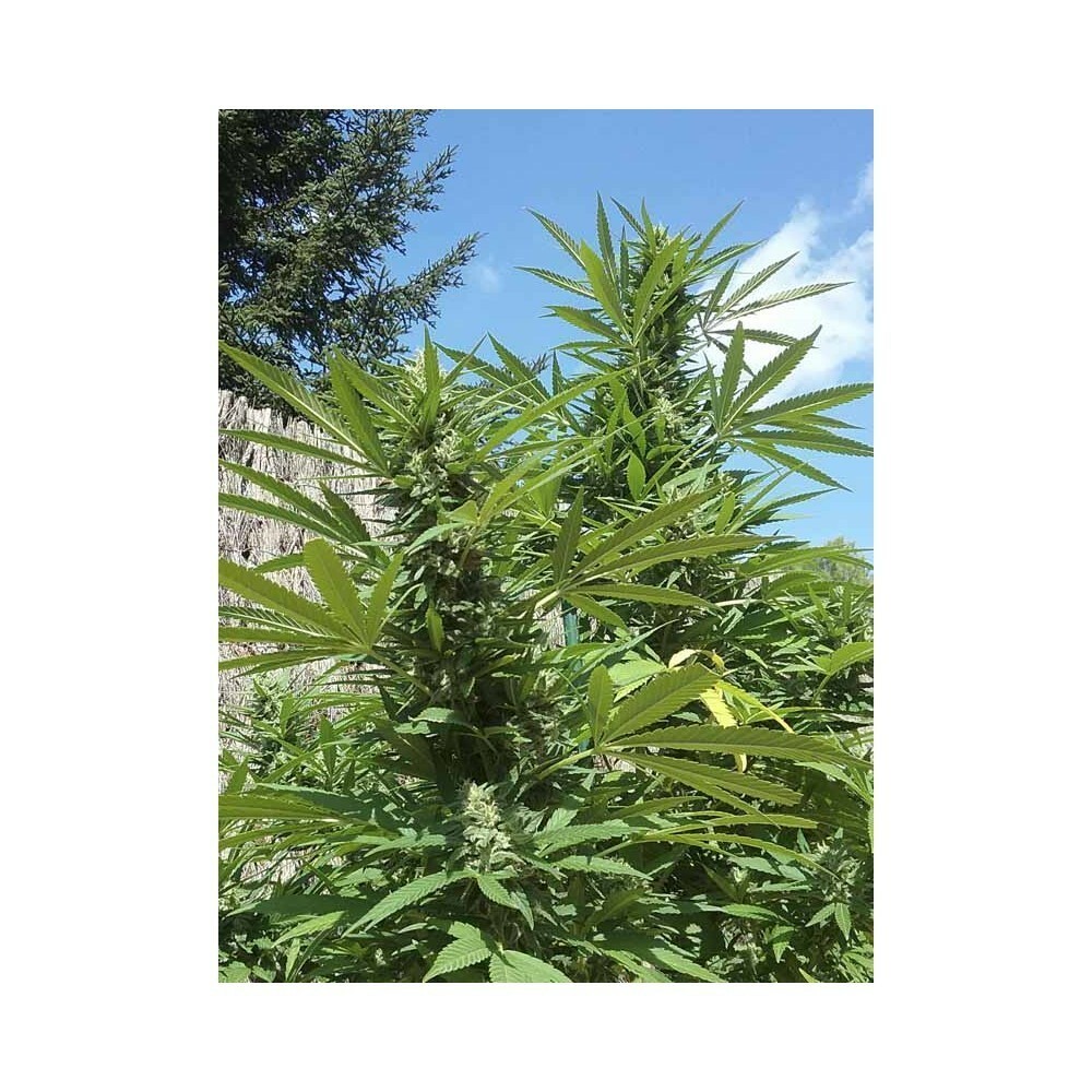 Eva Seeds - Gipsy Haze (fem.)