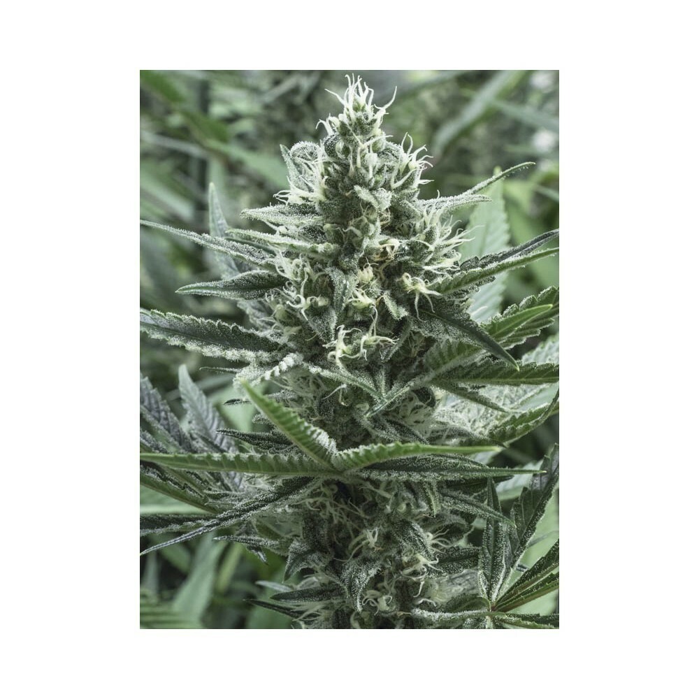 Eva Seeds - Gipsy Haze (fem.)