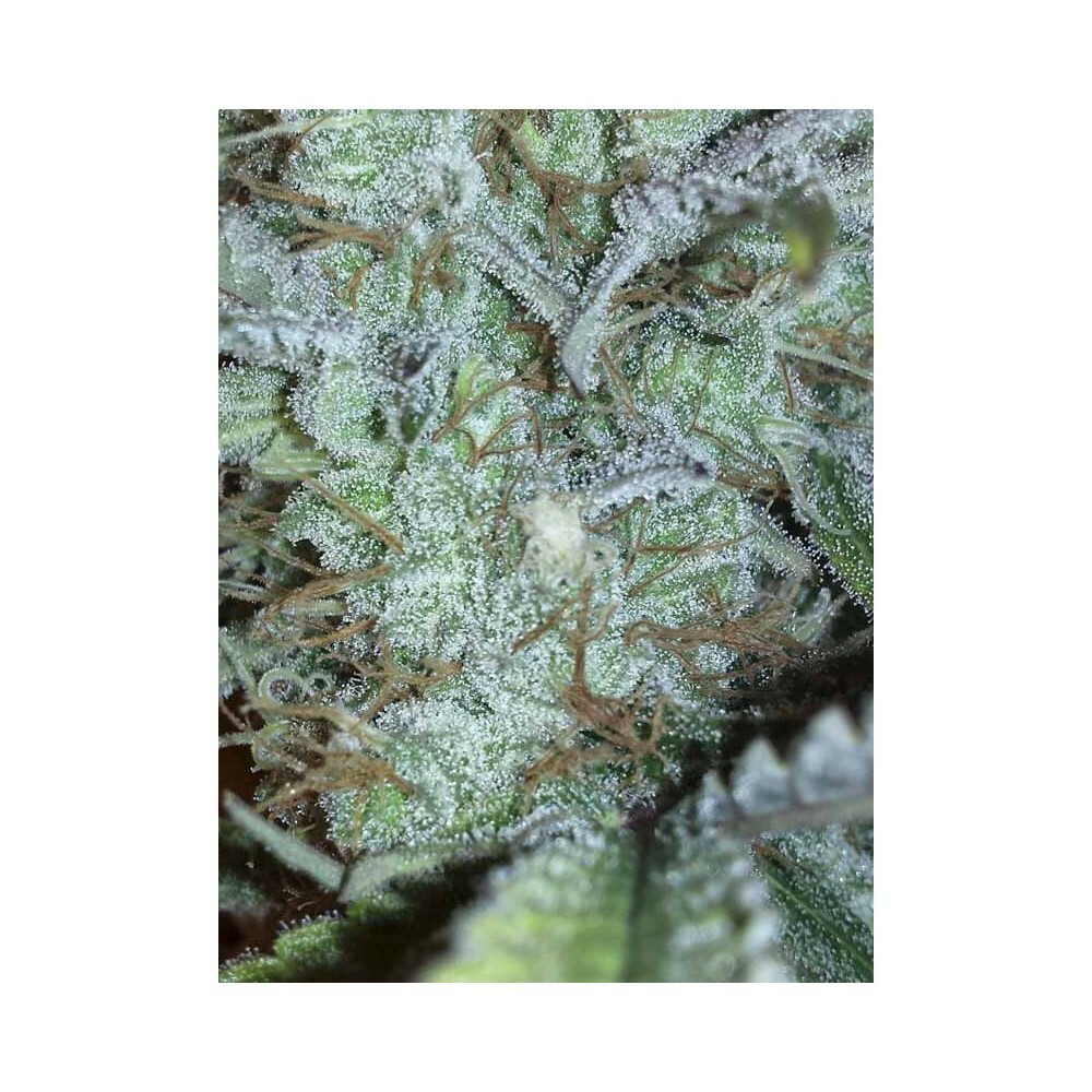 Eva Seeds - Gipsy Haze (fem.)