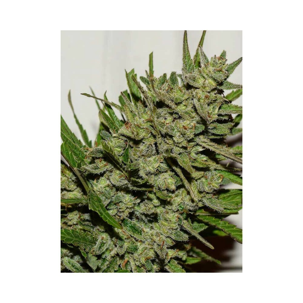 Eva Seeds - Gipsy Haze (fem.)