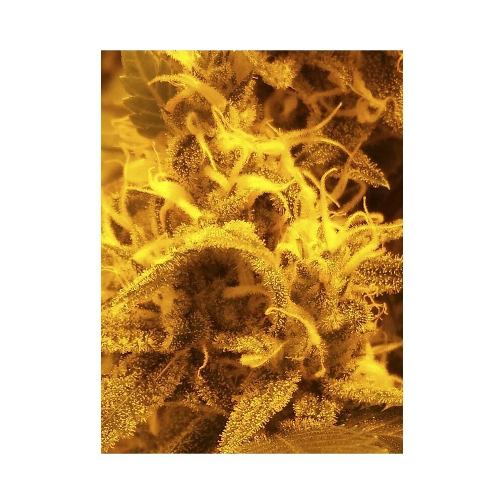Eva Seeds - Gipsy Haze (fem.)