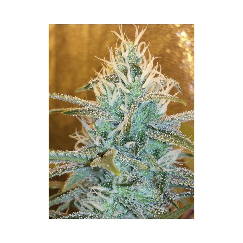 Eva Seeds - Gipsy Haze (fem.)