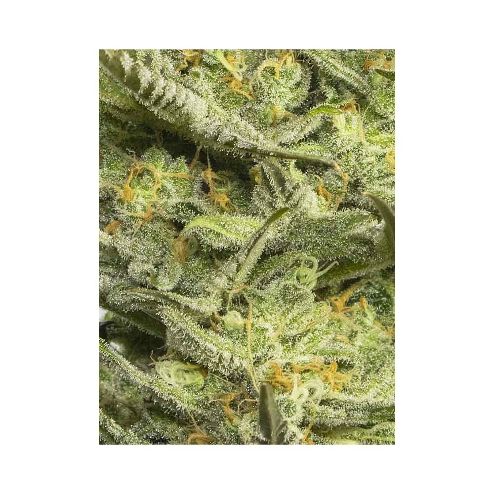 Eva Seeds - Gipsy Haze (fem.)