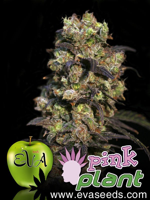 Eva Seeds - Pink Plant (fem.)