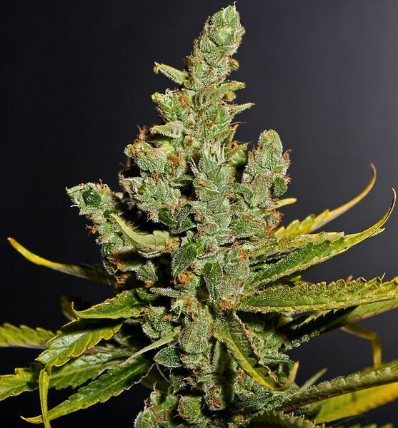 Dinafem - Cheese (fem.)