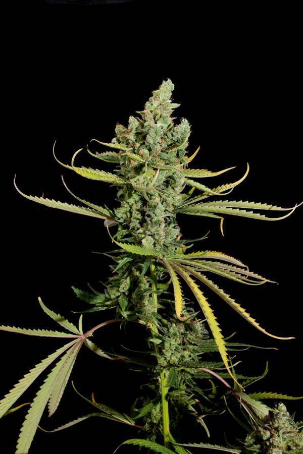 Dinafem - Cheese (fem.)