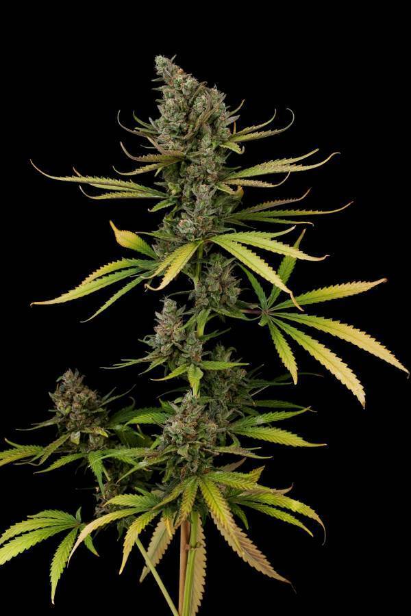 Dinafem - Cheese (fem.)