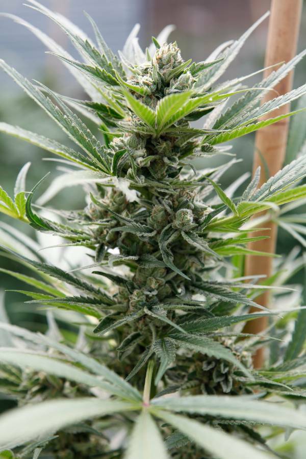 Dinafem - Cheese (fem.)