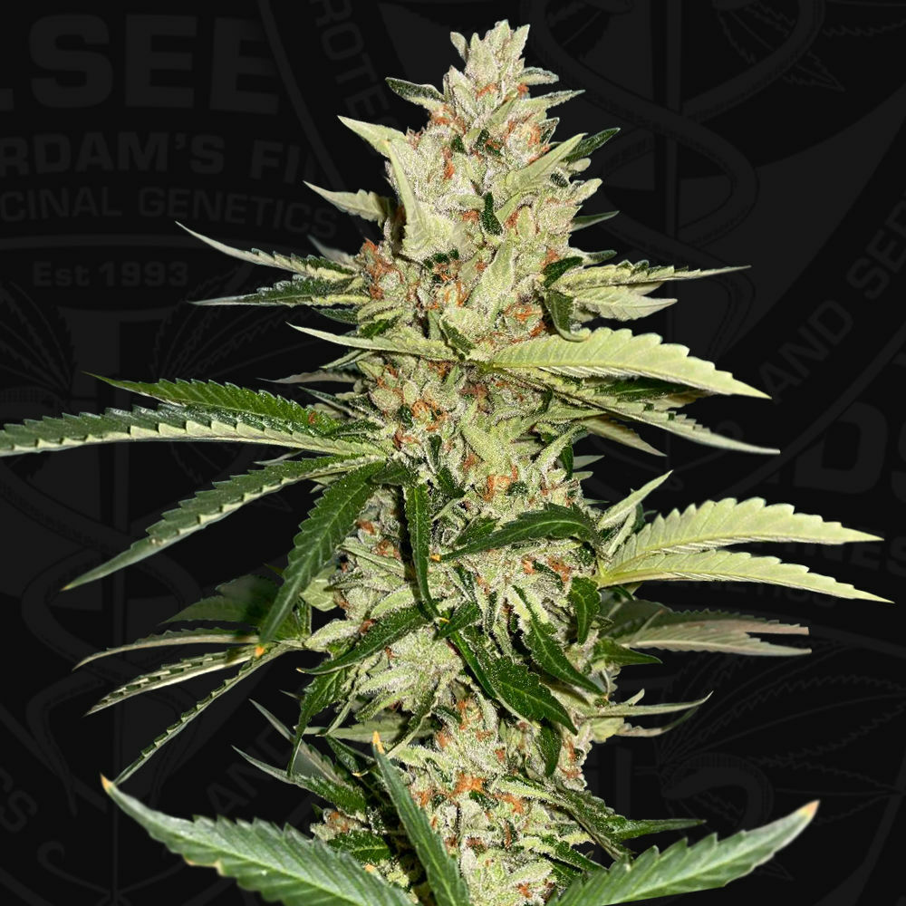 T.H. Seeds - Banana Candy Krush (fem.)