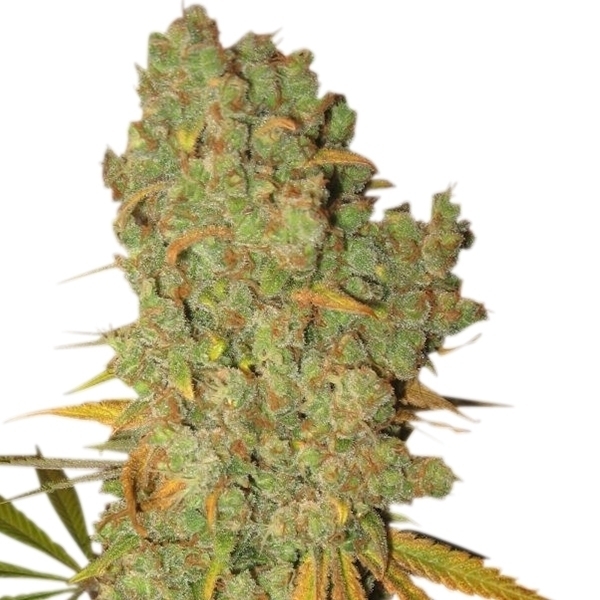 Royal Queen Seeds - Special Kush #1 (fem.)