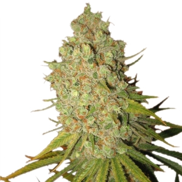 Royal Queen Seeds - Special Kush #1 (fem.)