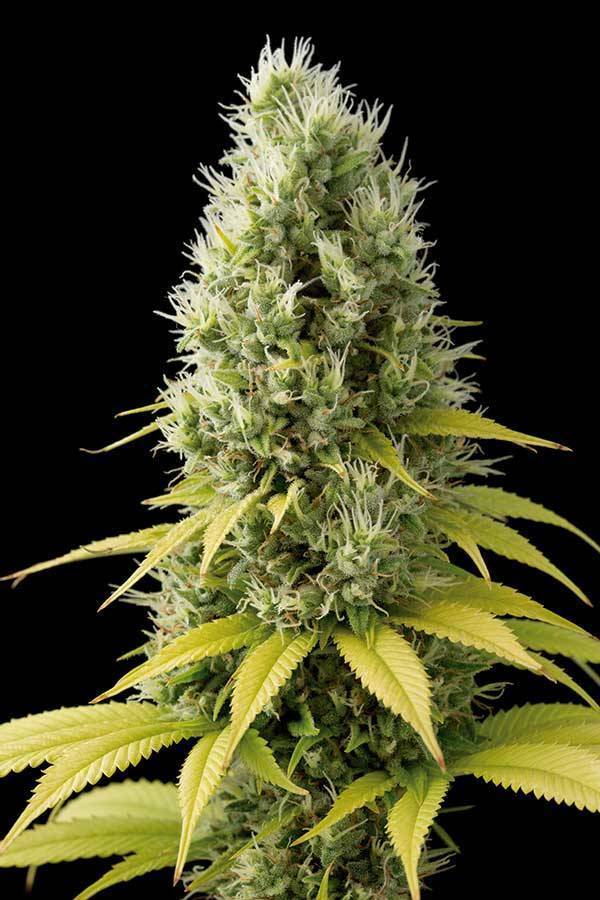 Dinafem - Shark Shock CBD (fem.)