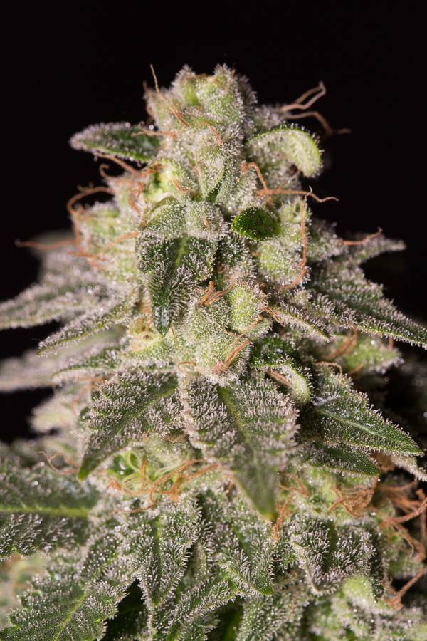 Dinafem - Shark Shock CBD (fem.)